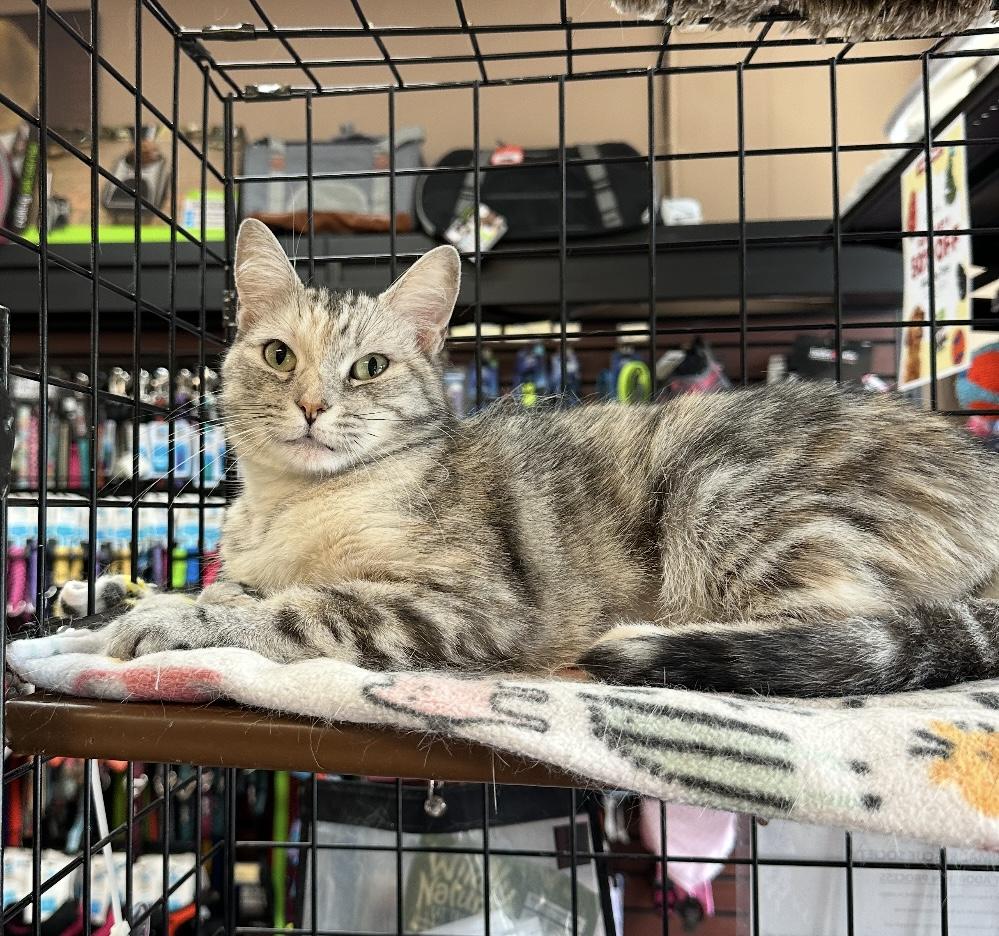 Lucy - Pet Valu Port Credit photo 4