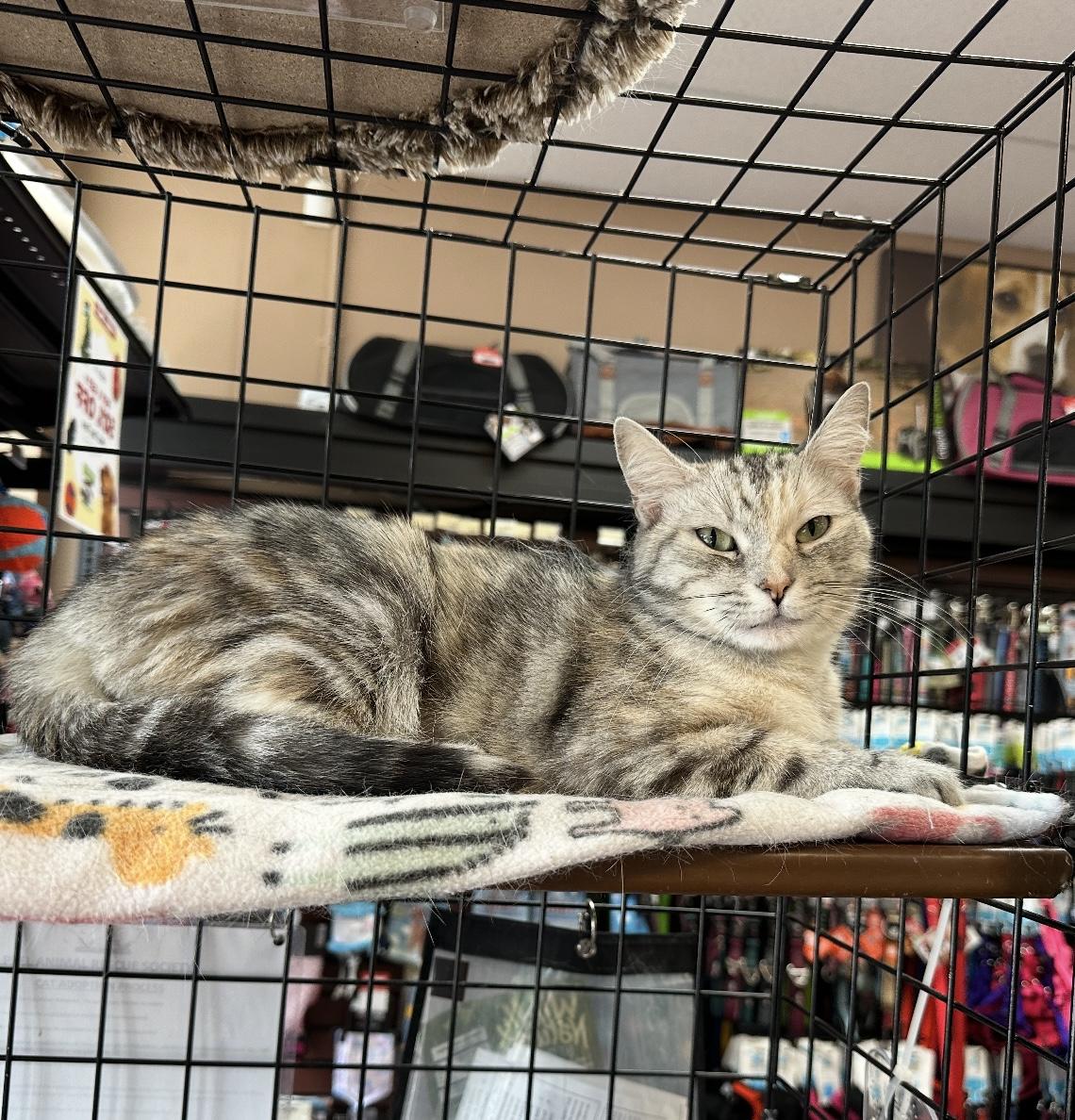 Lucy - Pet Valu Port Credit photo 3