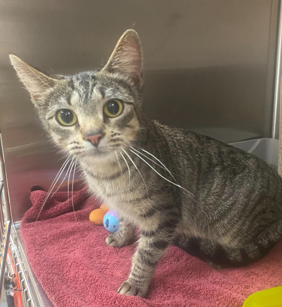Enlarge Moon Pie, a Adoptable mixed breed in Bryant, AR image 1/1