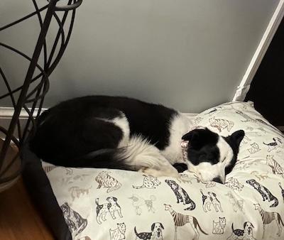 Betty, adopted, Senior Female Border Collie.