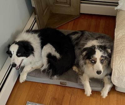 Enlarge Betty, an adopted Border Collie in Palmyra, VA image 2/5
