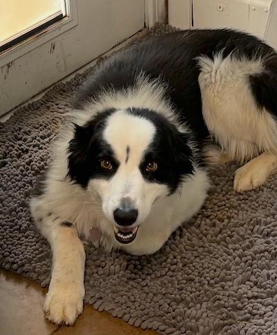 Enlarge Betty, an adopted Border Collie in Palmyra, VA image 3/5