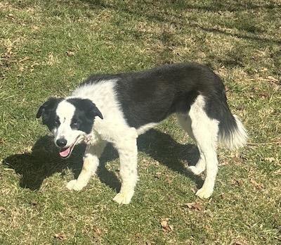 Enlarge Betty, an adopted Border Collie in Palmyra, VA image 5/5