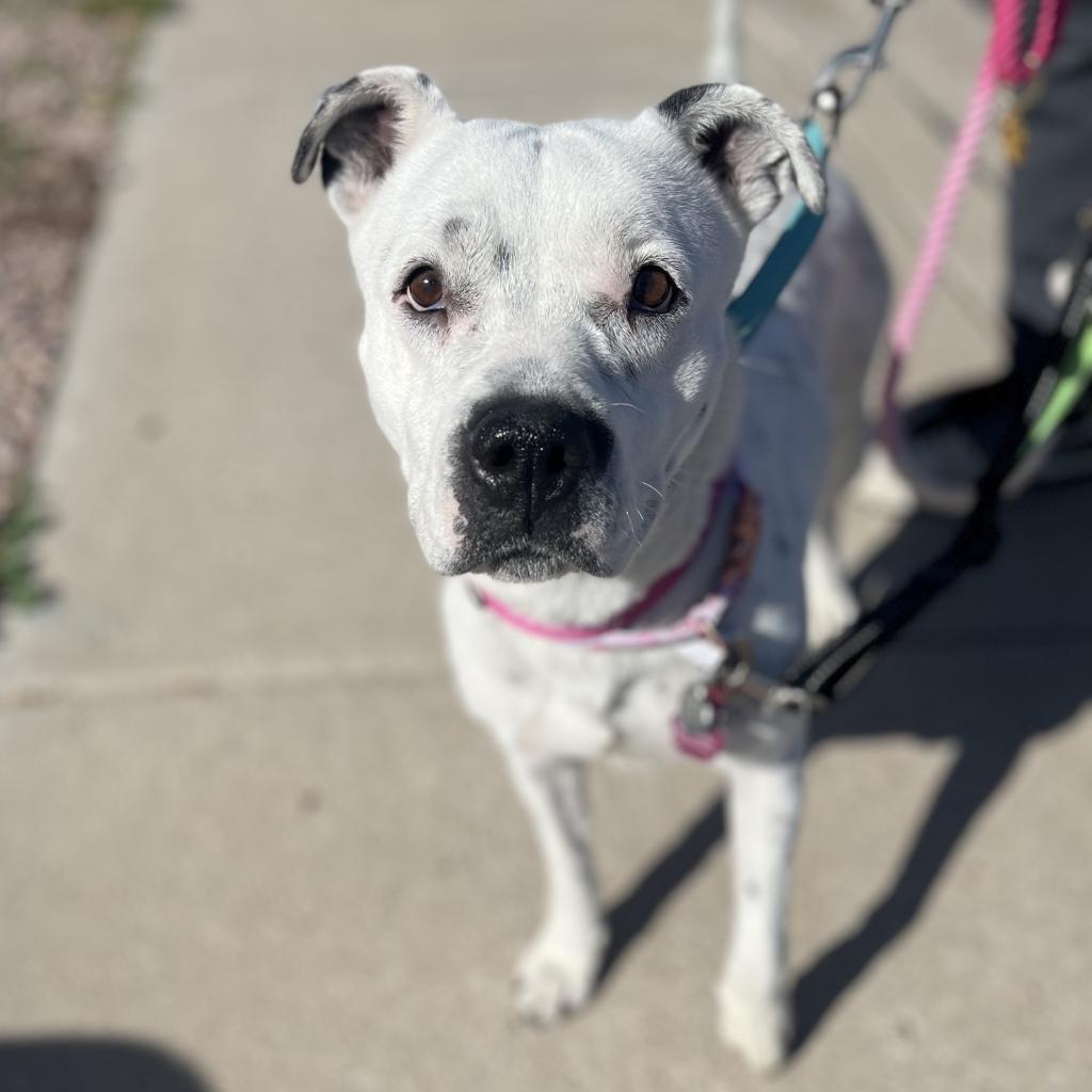 Enlarge Spotta A4742178, a Adoptable mixed breed in Phoenix, AZ image 1/6