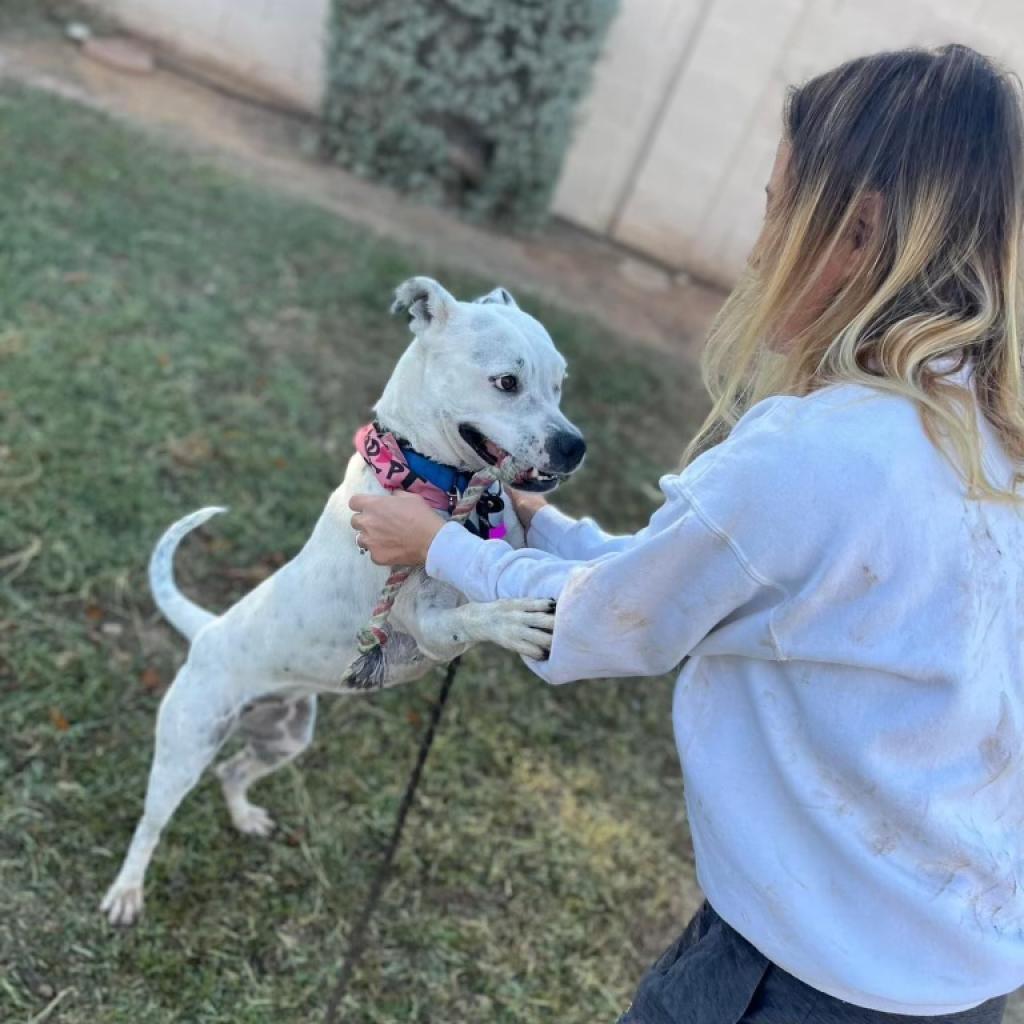 Enlarge Spotta A4742178, a Adoptable mixed breed in Phoenix, AZ image 2/6