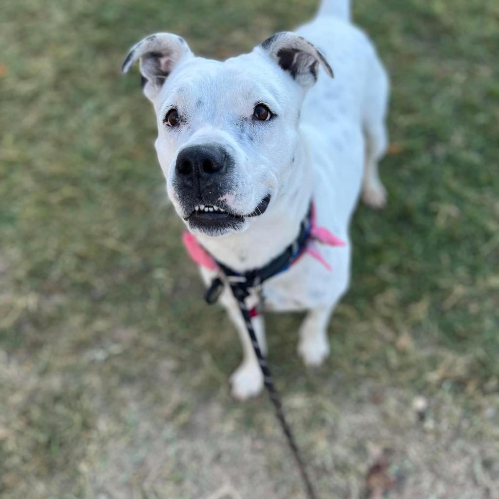 Enlarge Spotta A4742178, a Adoptable mixed breed in Phoenix, AZ image 3/6