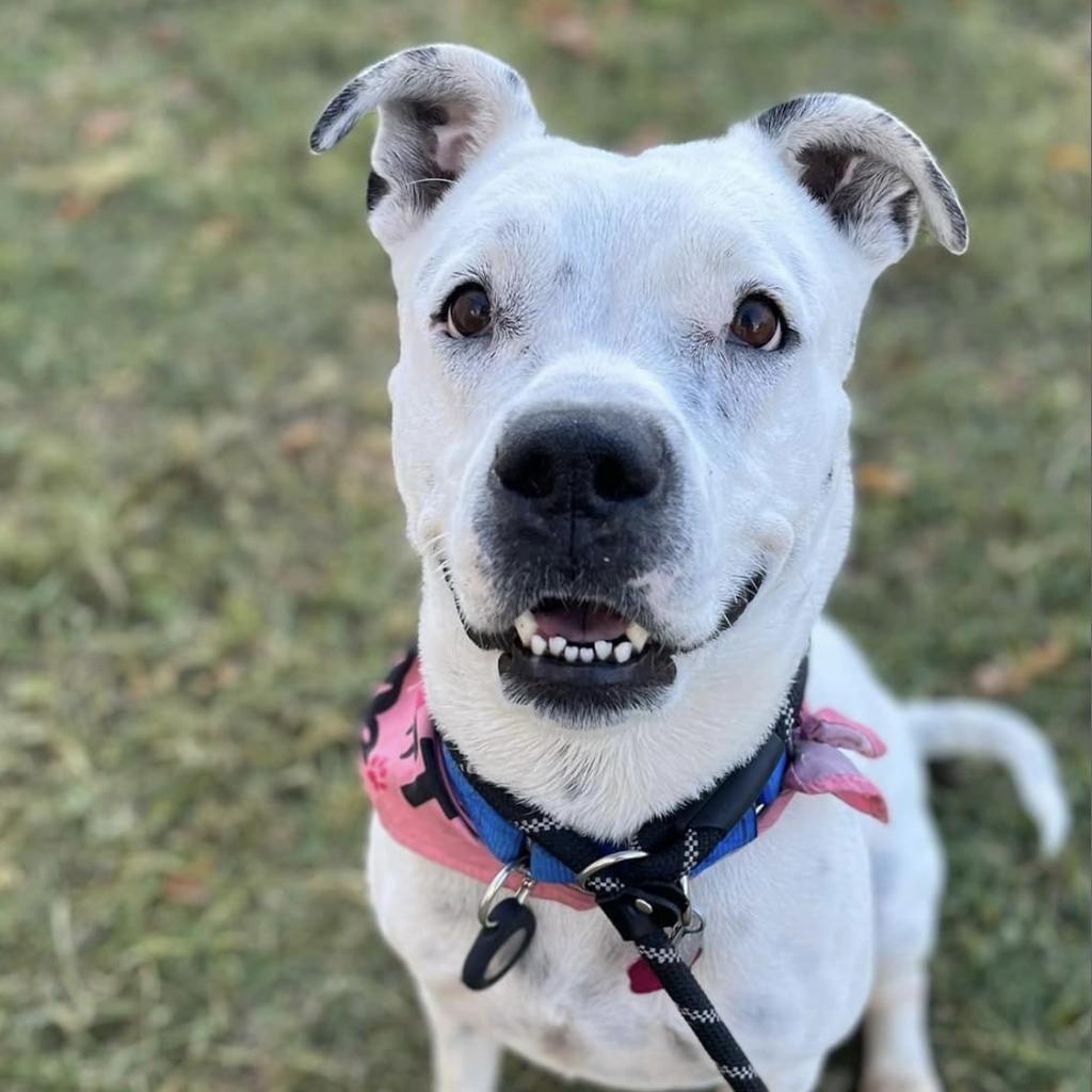 Enlarge Spotta A4742178, a Adoptable mixed breed in Phoenix, AZ image 5/6