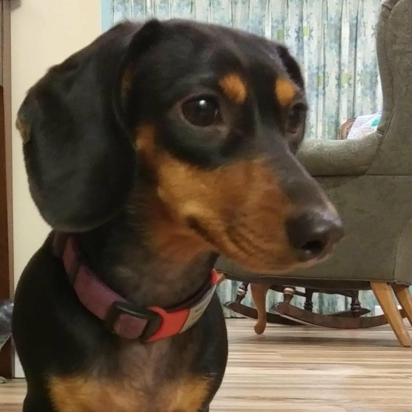 Beanie, adopted, Young Female Dachshund.