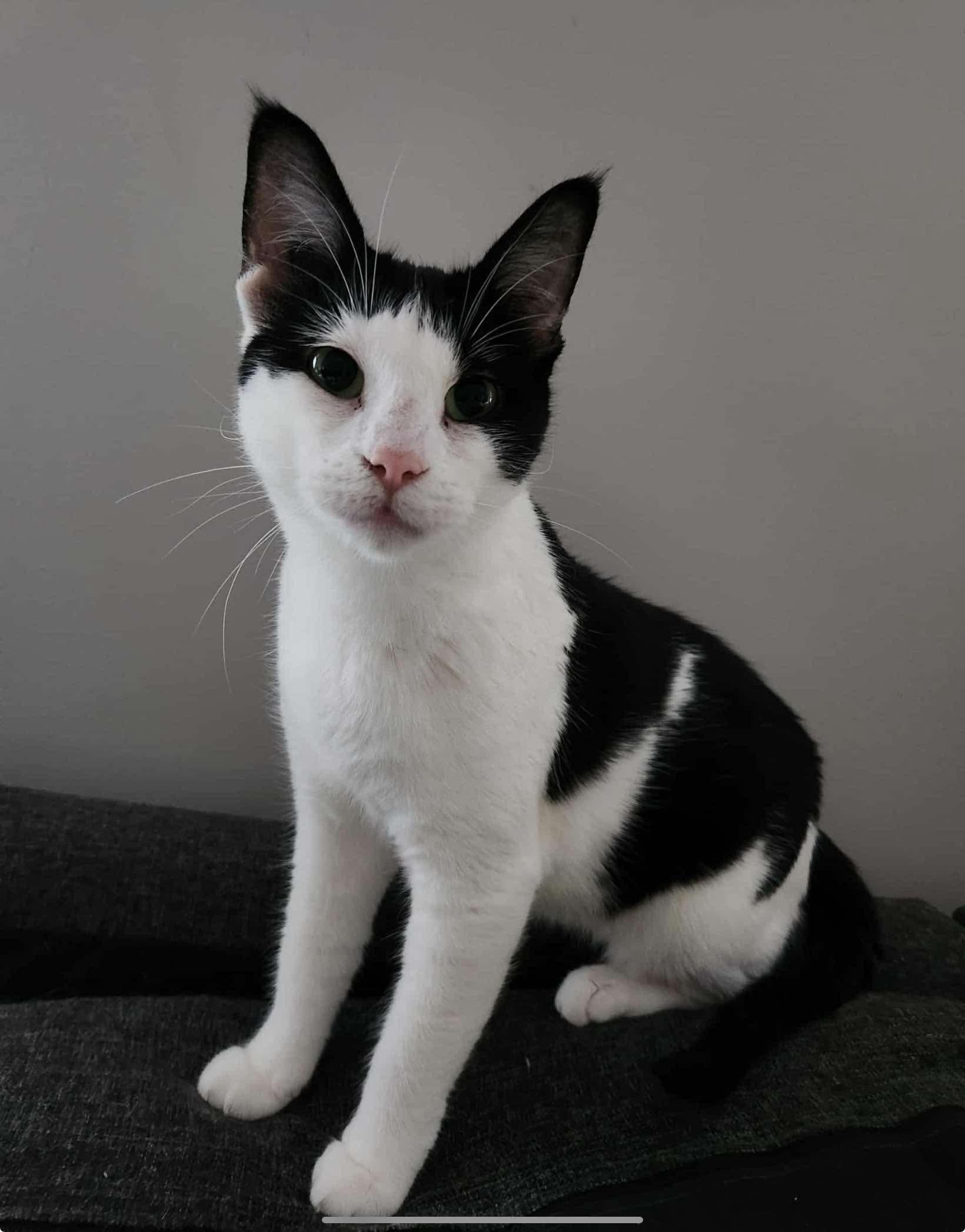 DAUPHIN, Adopted, Young Female Domestic Short Hair.