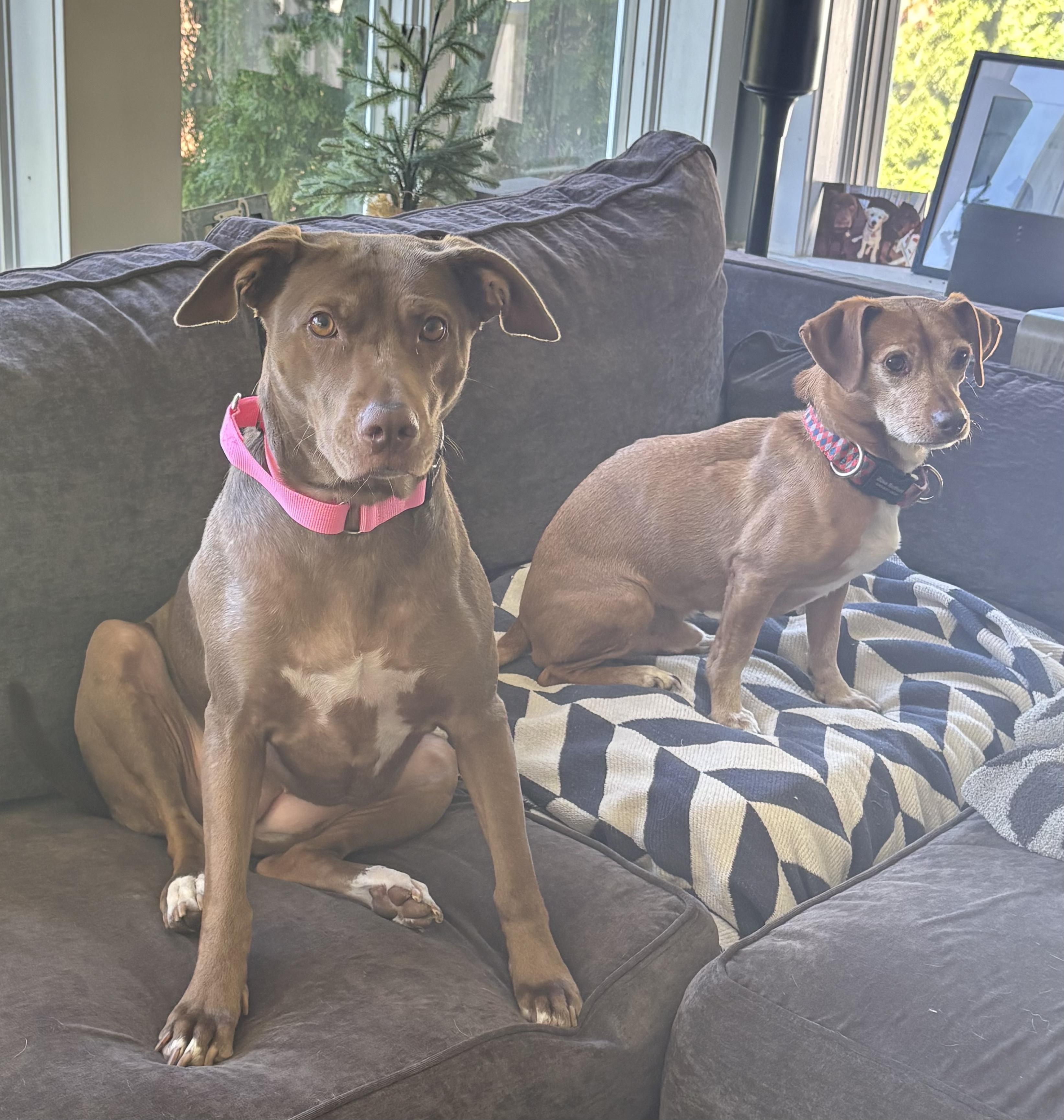 Enlarge Daisy Rose, a Adopted mixed breed in Chelmsford, MA image 4/5