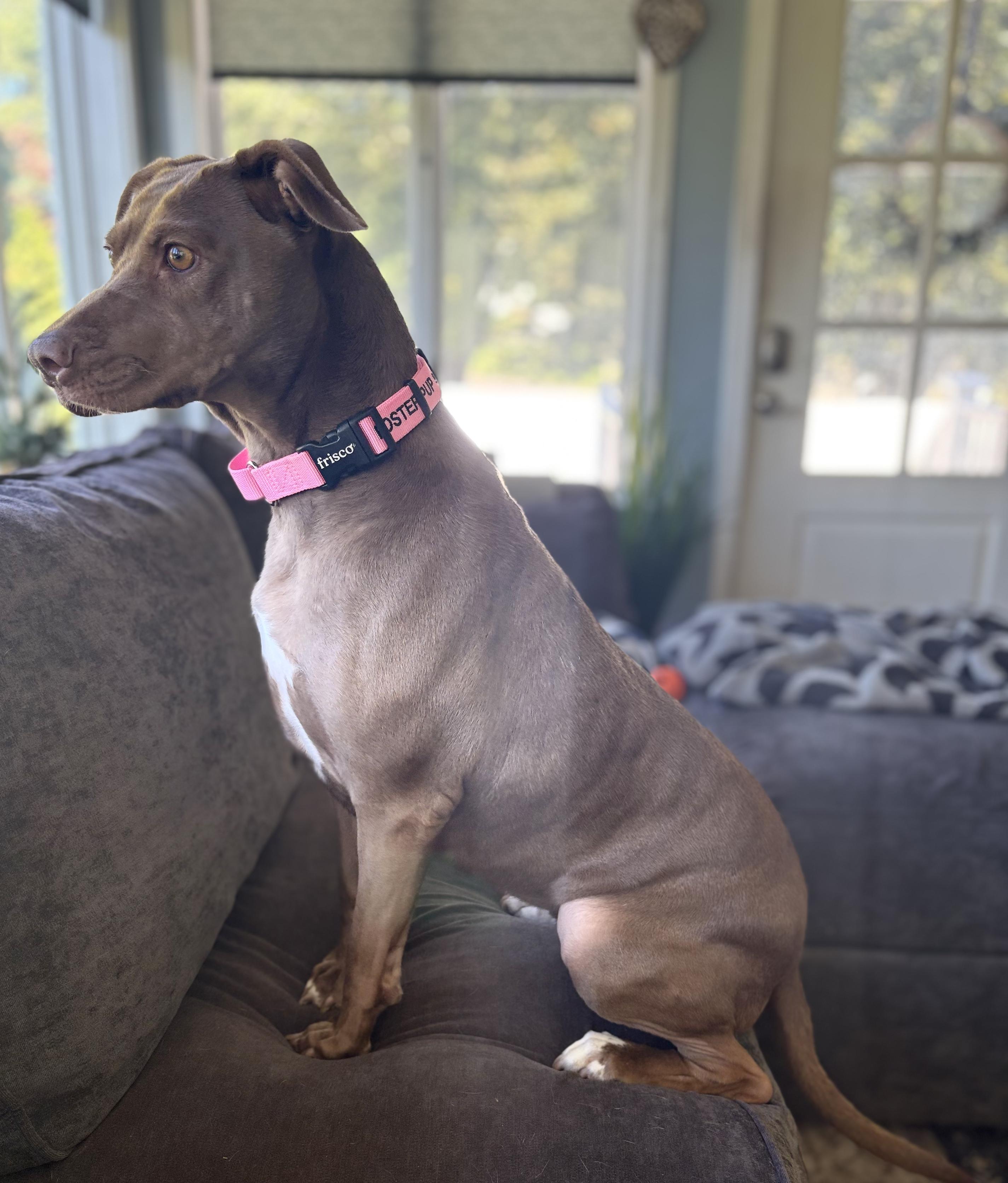Enlarge Daisy Rose, a Adopted mixed breed in Chelmsford, MA image 2/5