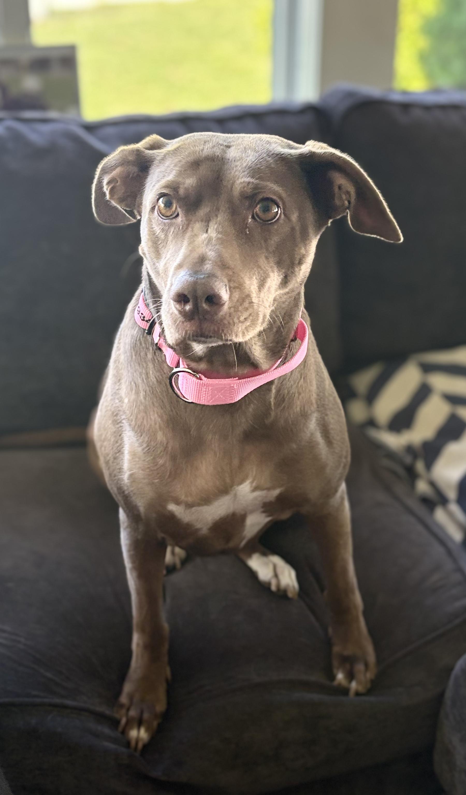Daisy Rose, Adopted, Adult Female Mixed Breed.