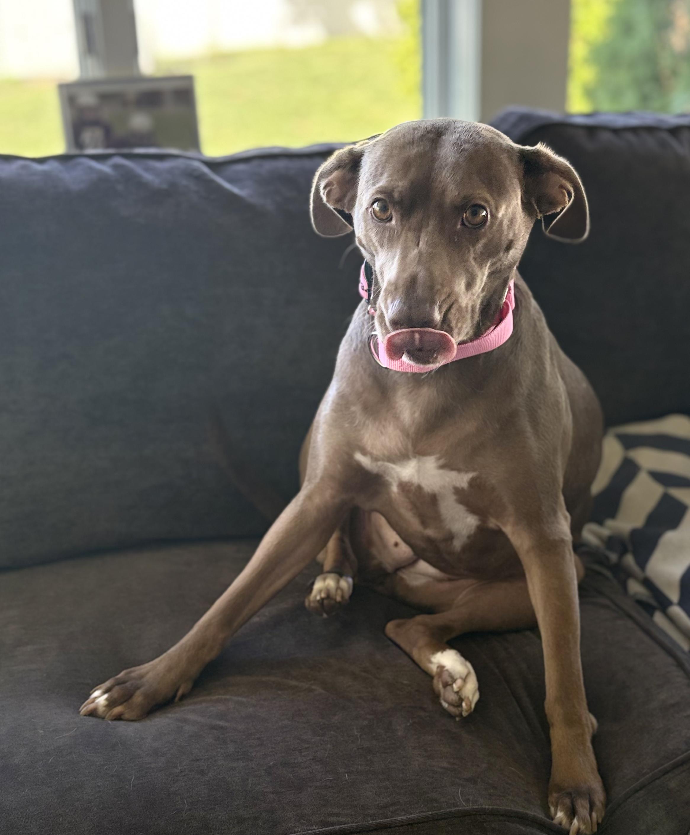 Enlarge Daisy Rose, a Adopted mixed breed in Chelmsford, MA image 3/5