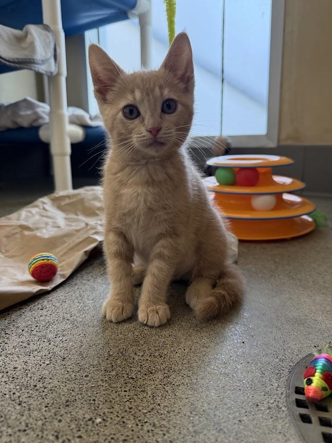 Enlarge Ginger, a ADOPTABLE Domestic Short Hair in Berkeley, CA image 2/6