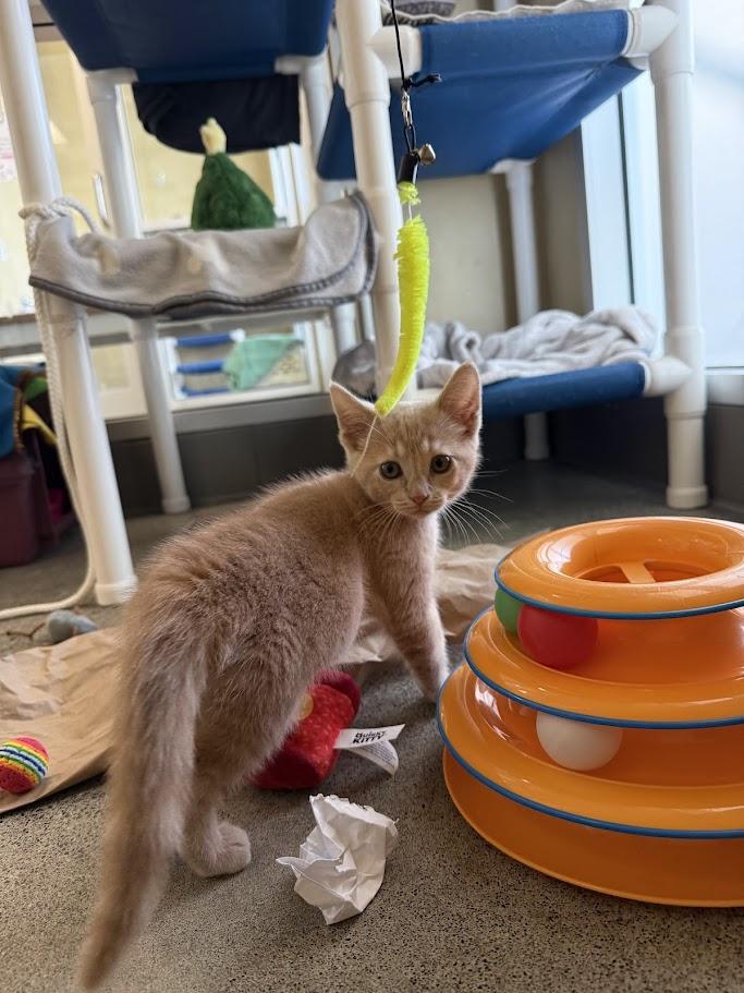 Enlarge Ginger, a ADOPTABLE Domestic Short Hair in Berkeley, CA image 6/6