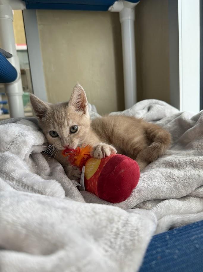 Enlarge Ginger, a ADOPTABLE Domestic Short Hair in Berkeley, CA image 3/6