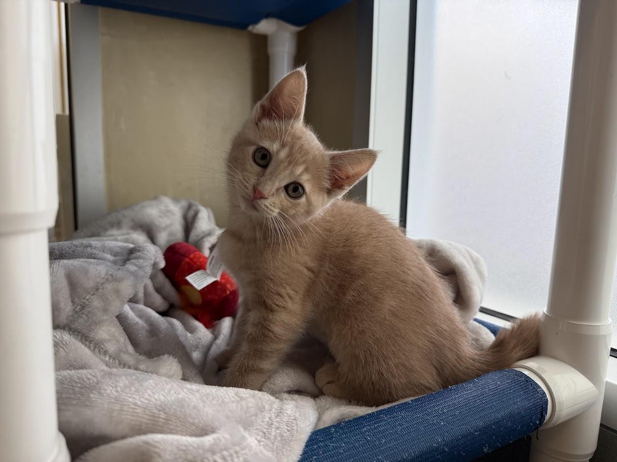 Ginger, ADOPTABLE, Kitten Female Domestic Short Hair.