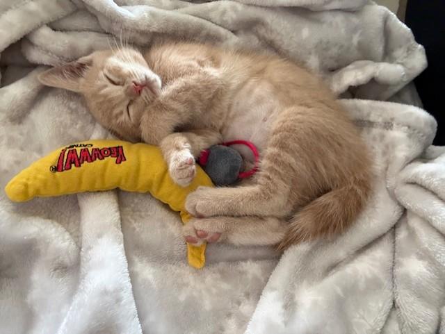 Enlarge Ginger, a ADOPTABLE Domestic Short Hair in Berkeley, CA image 5/6