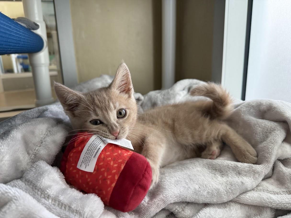 Enlarge Ginger, a ADOPTABLE Domestic Short Hair in Berkeley, CA image 4/6
