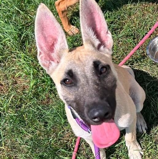 Louise, adopted, Puppy Female German Shepherd Dog.