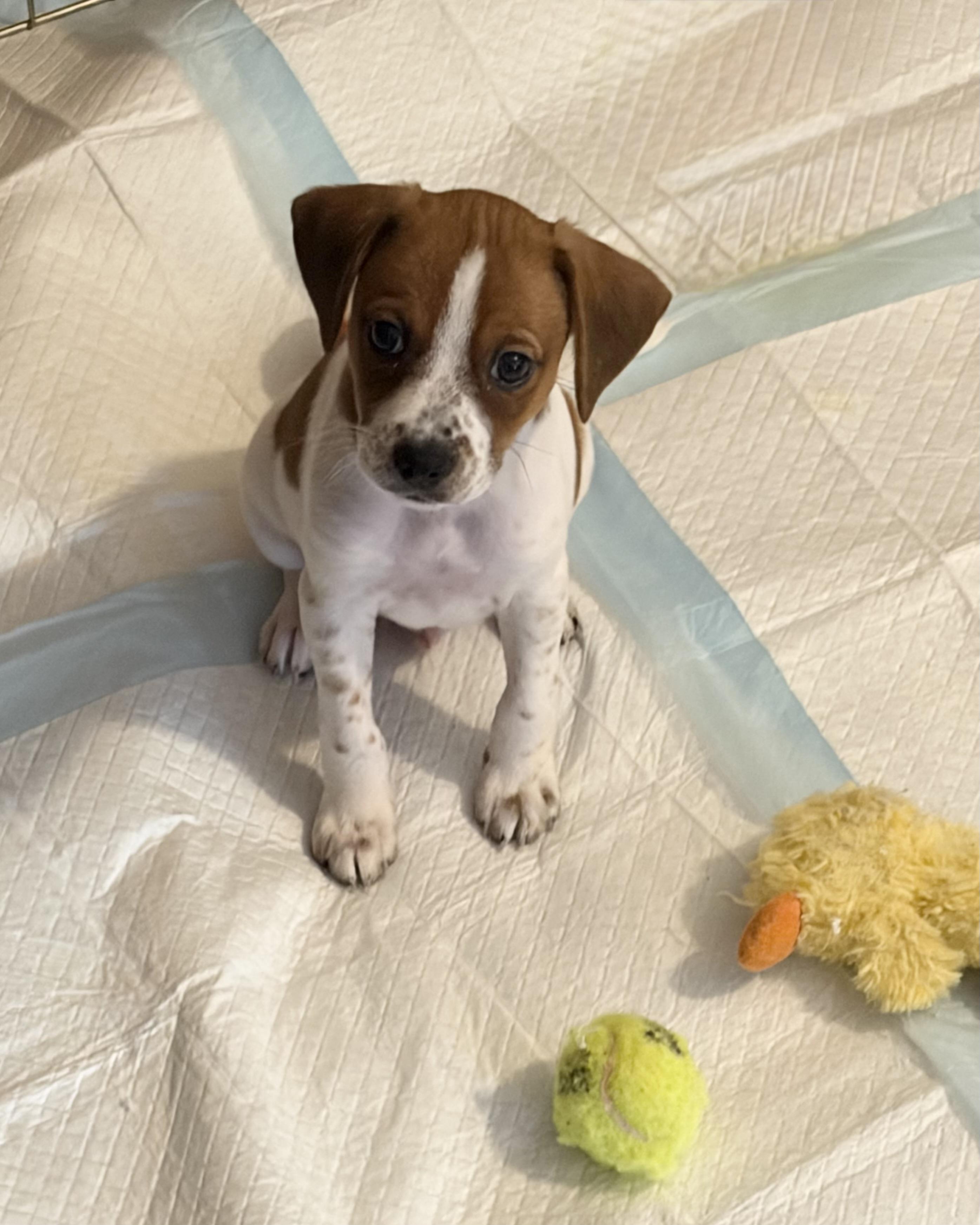 SCOOBY, a ADOPTABLE mixed breed in Dumont, NJ image 4/5