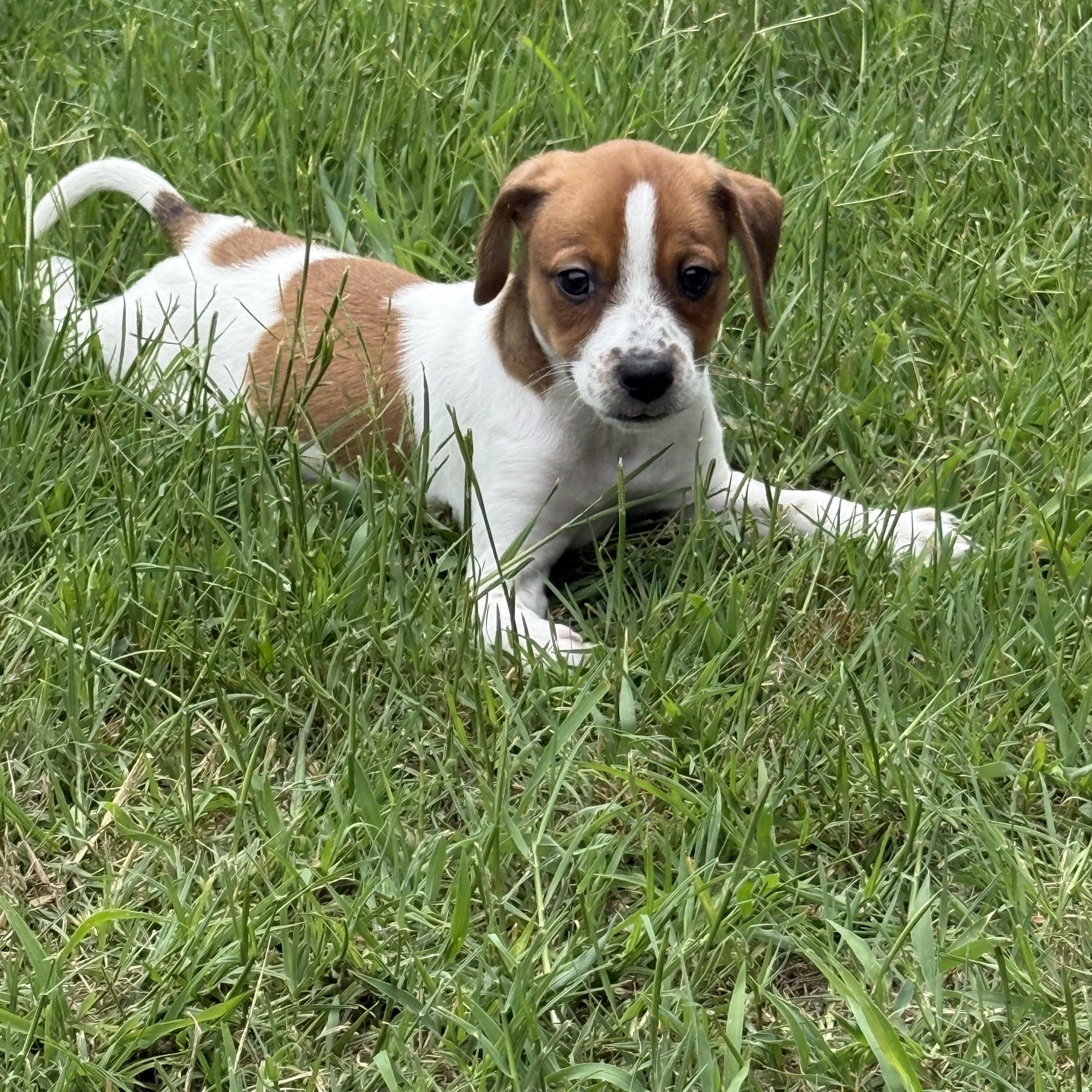 SCOOBY, a ADOPTABLE mixed breed in Dumont, NJ image 5/5