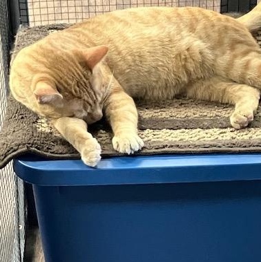Cheez It, a ADOPTABLE Domestic Short Hair in Chambersburg, PA image 2/2