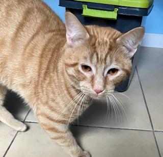 Cheez It, ADOPTABLE, Adult Male Domestic Short Hair.