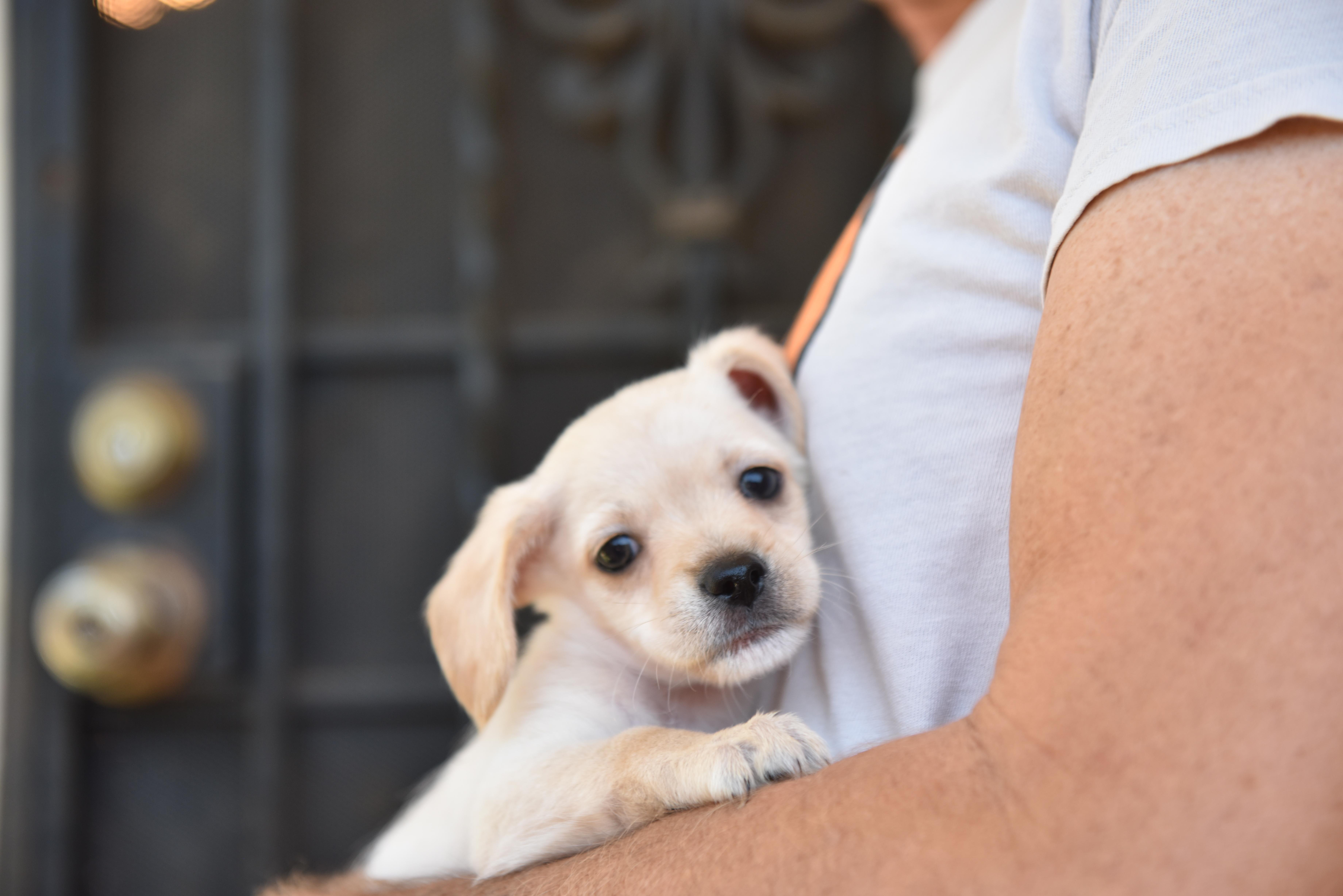 Enlarge Thursday, an adopted mixed breed in Los Angeles, CA image 5/5