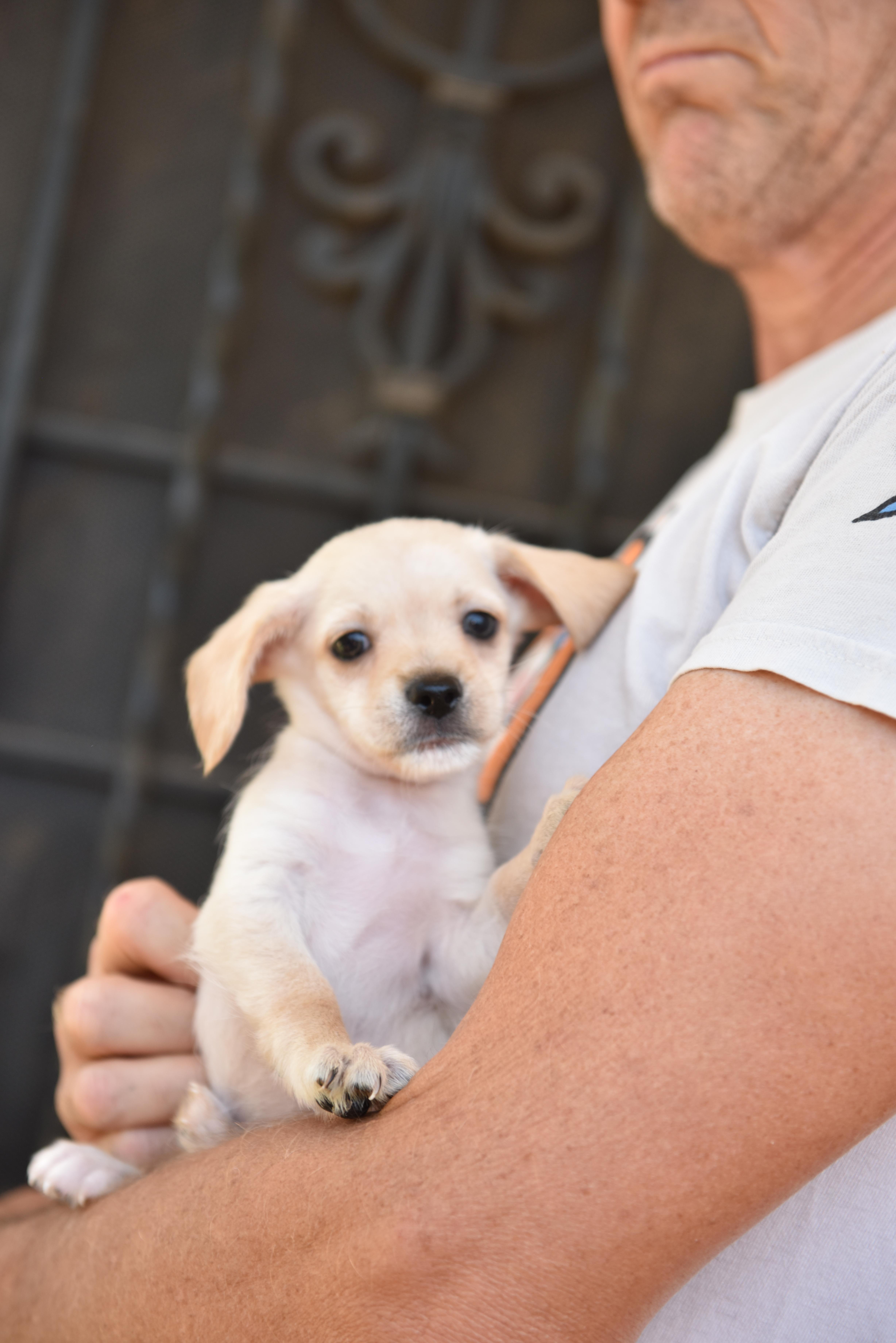 Enlarge Thursday, an adopted mixed breed in Los Angeles, CA image 4/5