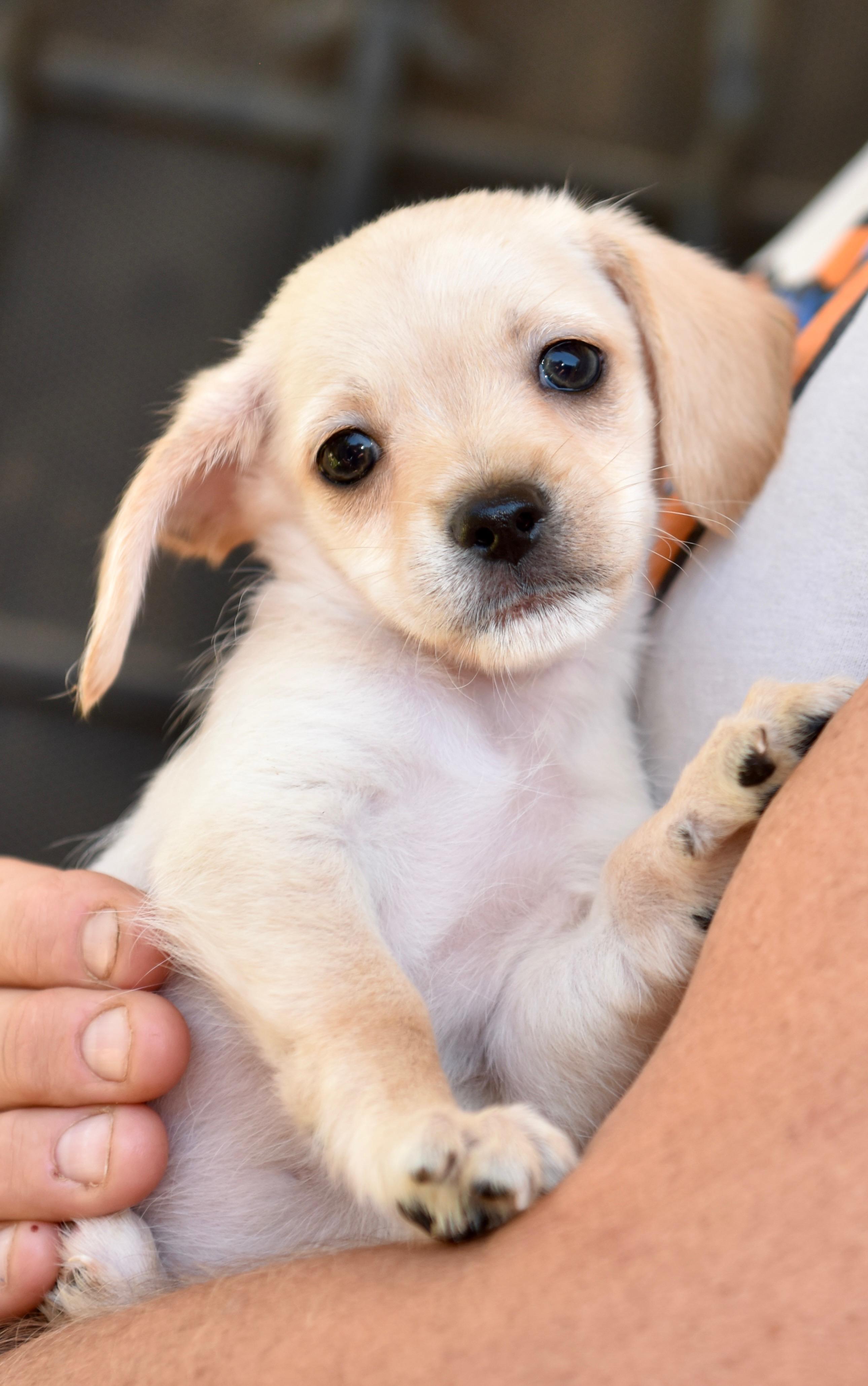 Enlarge Thursday, an adopted mixed breed in Los Angeles, CA image 3/5