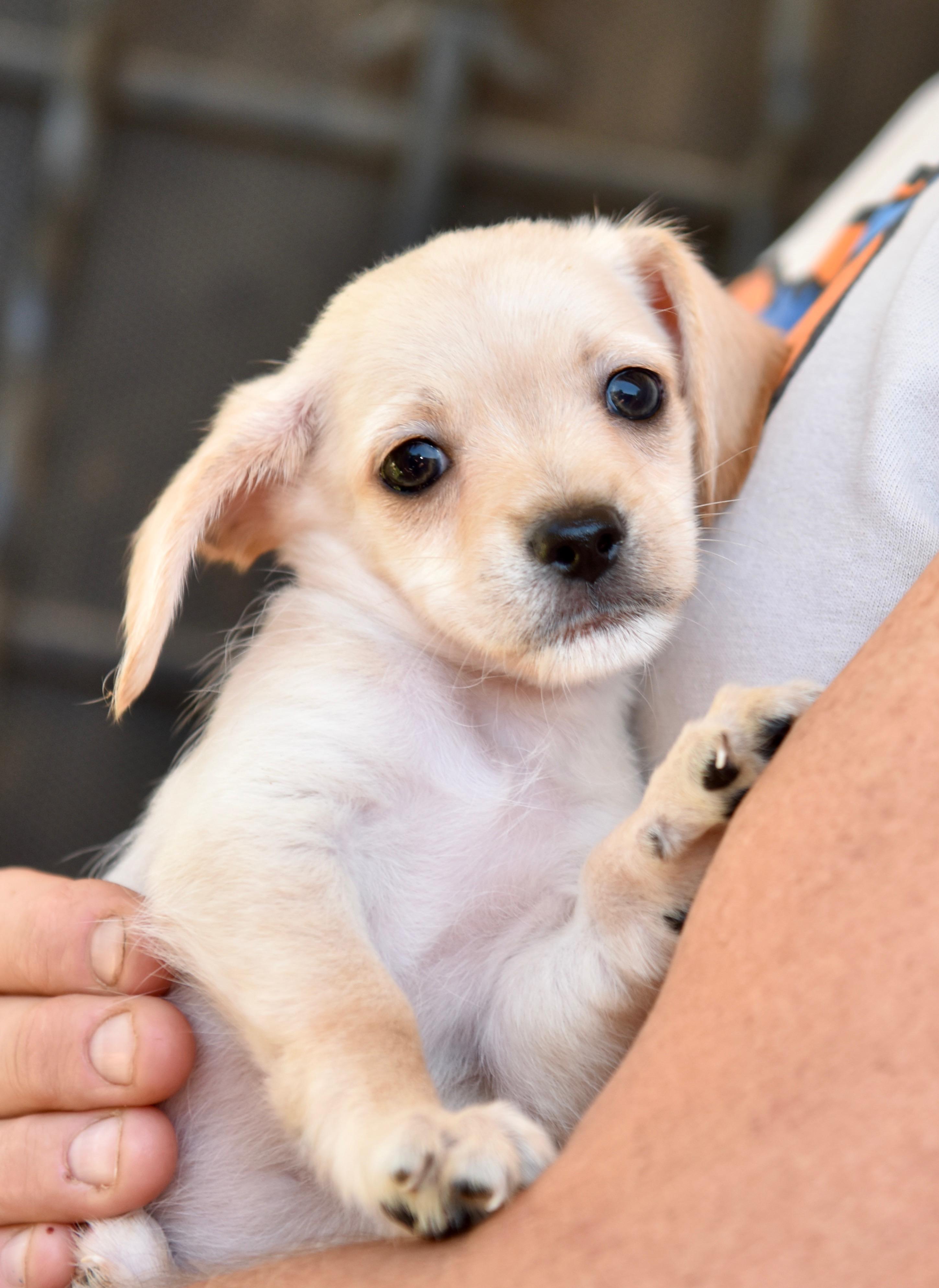 Enlarge Thursday, an adopted mixed breed in Los Angeles, CA image 2/5