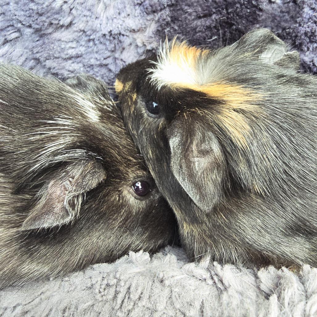 Basalt, Adoptable, Baby Male Guinea Pig.