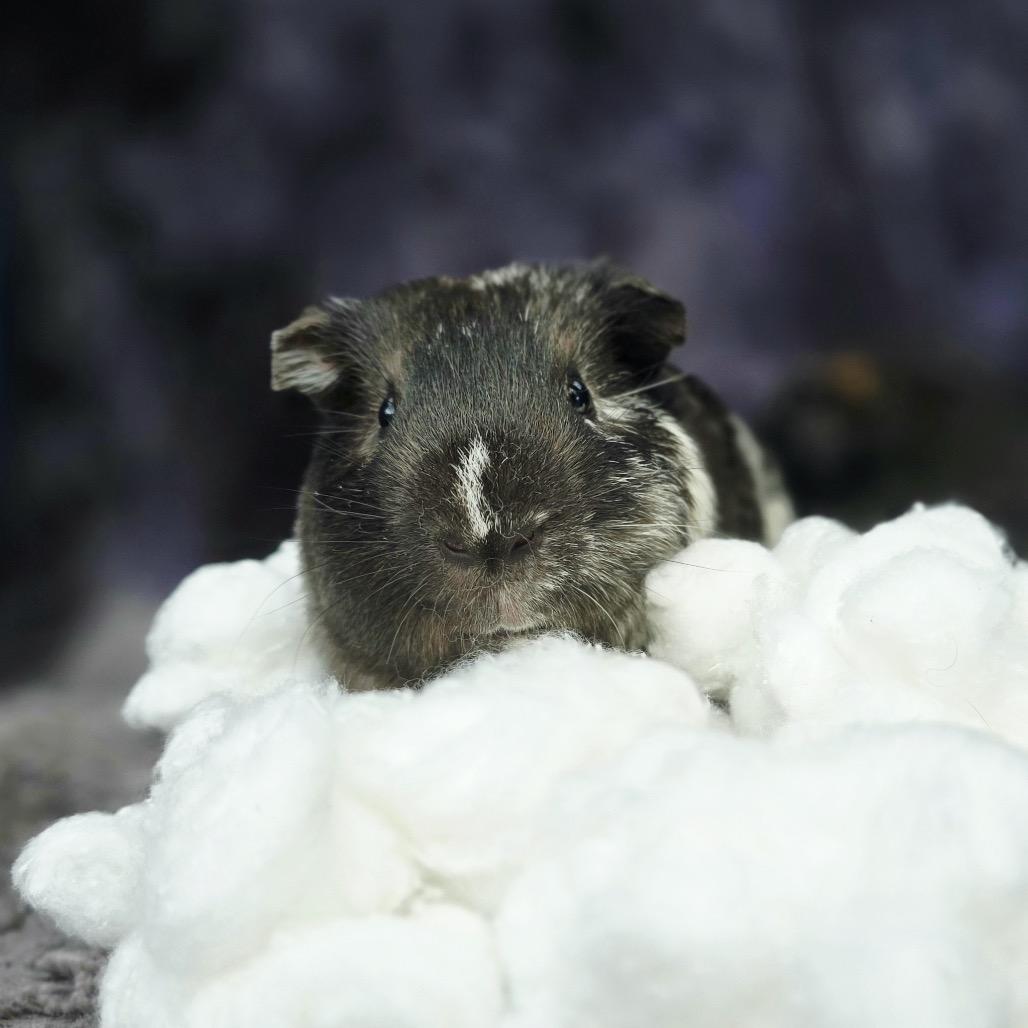 Basalt, a Adoptable Guinea Pig in Brownsboro, AL image 2/5