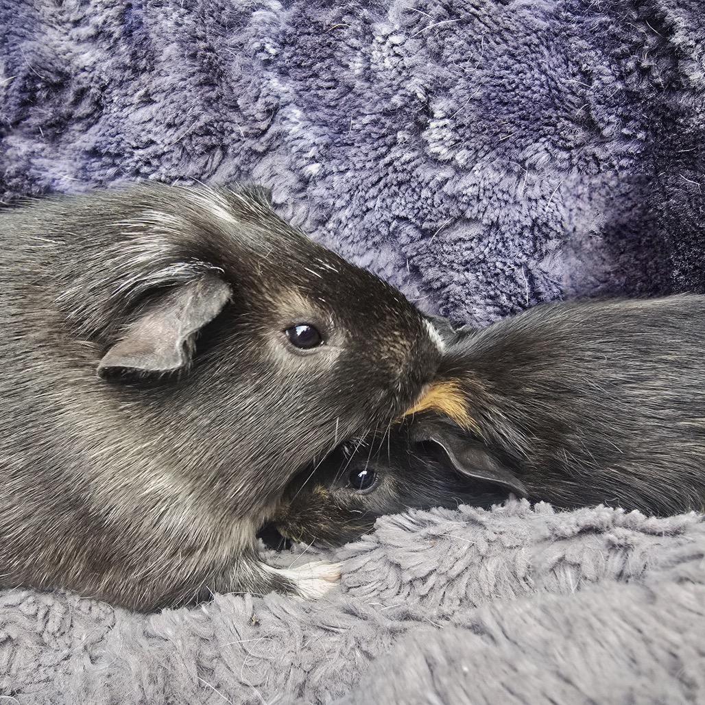 Basalt, a Adoptable Guinea Pig in Brownsboro, AL image 3/5