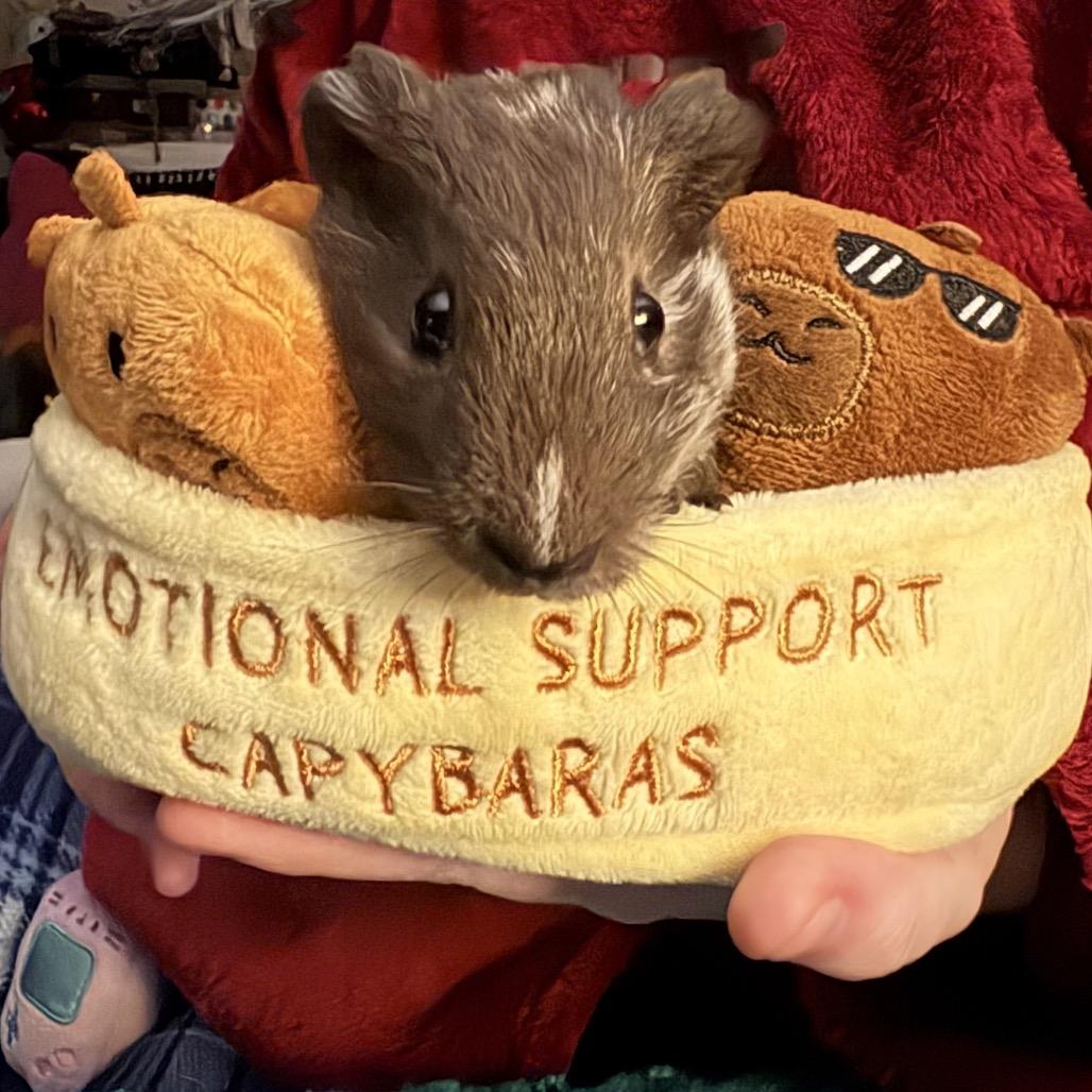 Basalt, a Adoptable Guinea Pig in Brownsboro, AL image 4/5