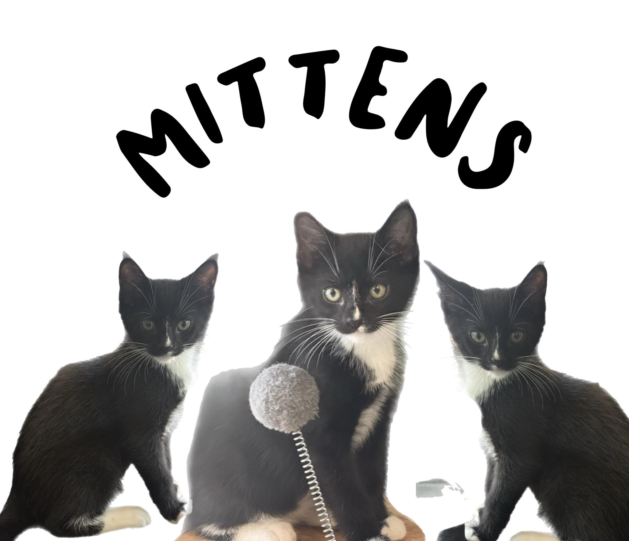 Enlarge Mittens, a Adopted Tuxedo in Key Largo, FL image 1/1
