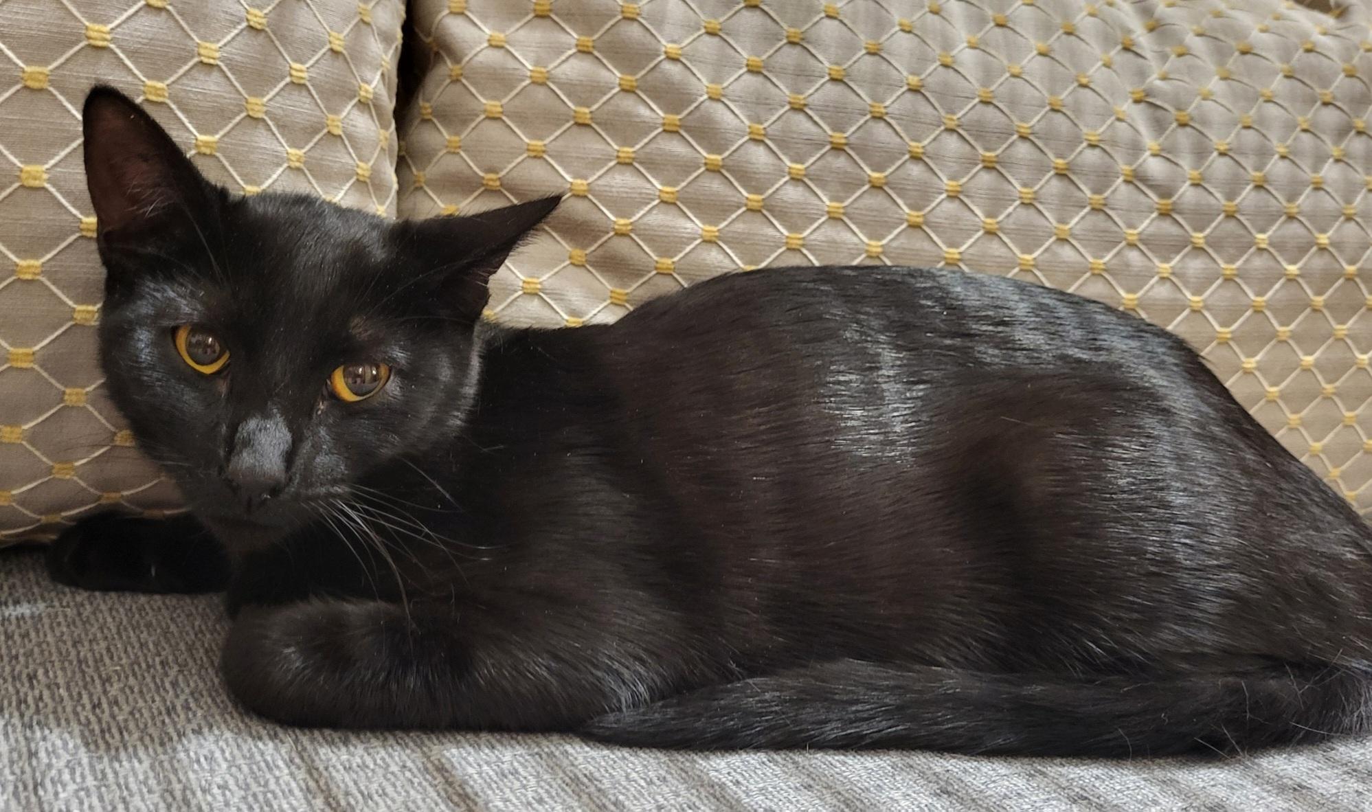 Ellie, Adoptable, Kitten Female Domestic Short Hair.