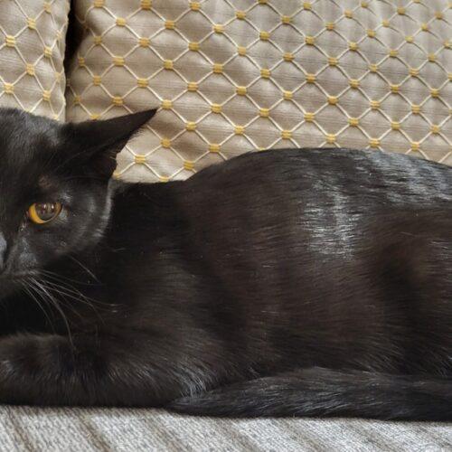 Enlarge Ellie, a Adoptable Domestic Short Hair in Gilbert, AZ image 1/1