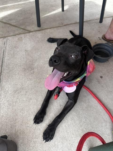 Willow, Adoptable, Puppy Female American Bully.