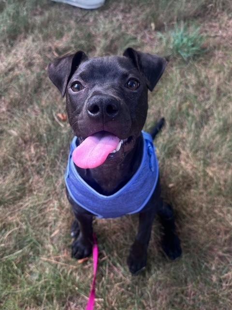 Enlarge Willow, a Adoptable mixed breed in Wake Forest, NC image 2/6