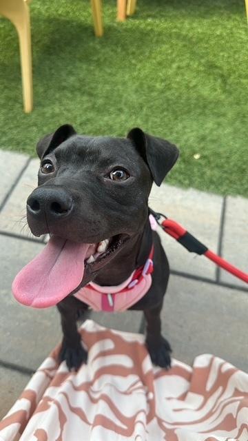 Enlarge Willow, a Adoptable mixed breed in Wake Forest, NC image 3/6