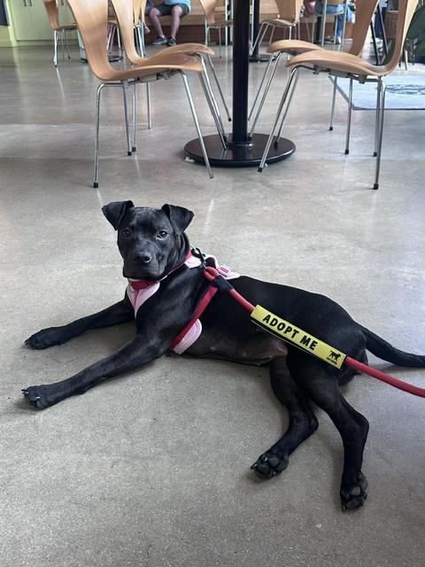Enlarge Willow, a Adoptable mixed breed in Wake Forest, NC image 5/6