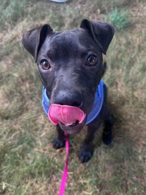 Enlarge Willow, a Adoptable mixed breed in Wake Forest, NC image 6/6