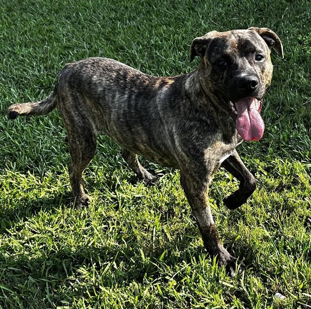 STEVIE, Adoptable, Adult Male Plott Hound & Labrador Retriever.
