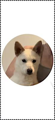 Polar, a Adoptable mixed breed in Claymont, DE image 1/3