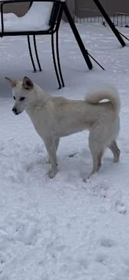 Polar, a Adoptable mixed breed in Claymont, DE image 2/3