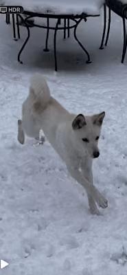 Polar, a Adoptable mixed breed in Claymont, DE image 3/3