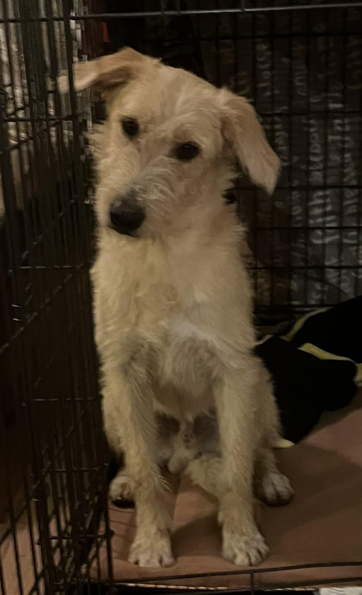 Enlarge Finn, a Adoptable mixed breed in Temple, TX image 2/5