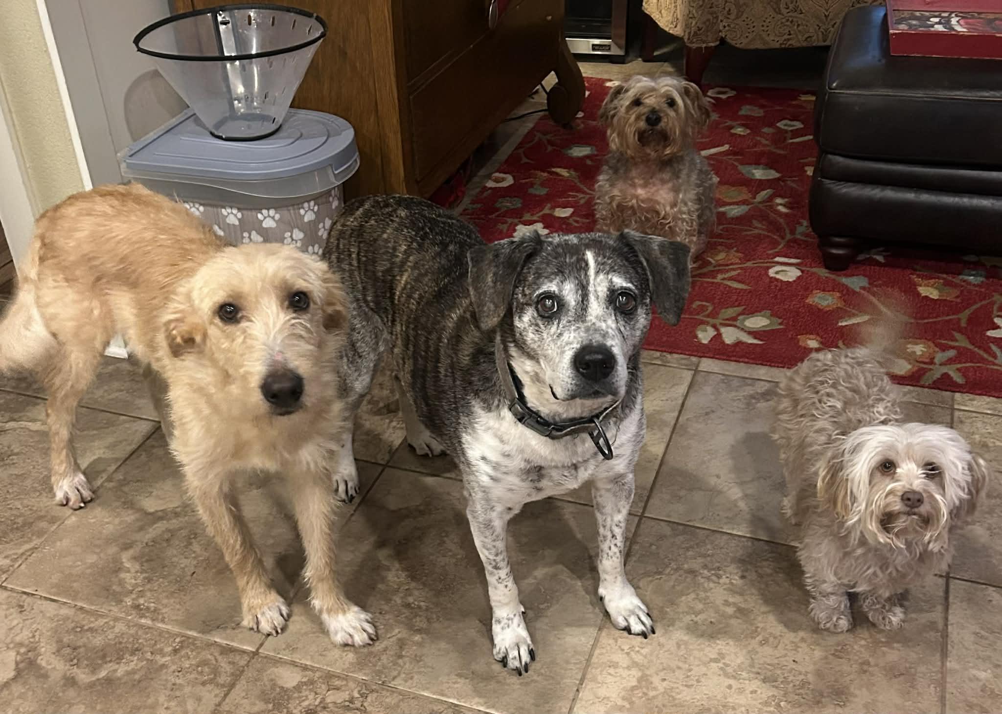 Enlarge Finn, a Adoptable mixed breed in Temple, TX image 3/5